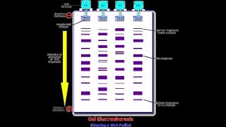 PCR and gel electrophoresis  4C4D [upl. by Melise45]