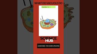 Function of Vacuole  Science Hub sciencehub biology cellbiology vacuoles [upl. by Jaan]