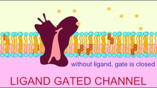 VISUAL PHOTOTRANSDUCTION RHODOPSIN FUNCTION [upl. by Randa]