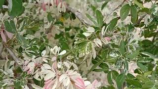 Camachile Variegated plant [upl. by Yt]