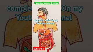 Human Digestive System Lebelled Diagram Drawing Structure youtubeshort shortvideo biologydiagram [upl. by Secor525]