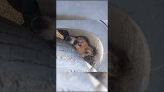 A Puppy gets its head trapped in a car tire puppystuck [upl. by Hunter855]