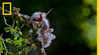 Zombie Parasite Cordyceps Fungus Takes Over Insects Through Mind Control  National Geographic [upl. by Kata]