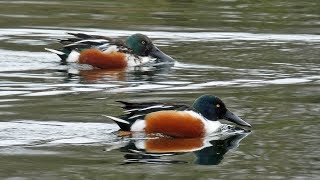 Bird Facts Northern Shoveler Duck Feeding Behaviour [upl. by Bethesde]