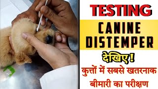 HOW TO PERFORM TEST TO IDENTIFY CANINE DISTEMPER VIRUS DEMONSTRATION🎦 [upl. by Jacobsen]