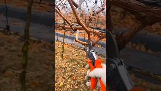 Fall  Winter Pruning Techniques Grape Farming agriculture farming [upl. by Courtund501]