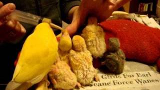 Hand feeding baby lovebirds and big sister ChickenLittle cuteanimals lovebirds [upl. by Eesyak]