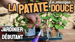 La PATATE DOUCE au jardin en MARS [upl. by Akiner823]