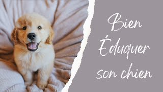 Les astuces pour bien éduquer son golden retriever  Guide pratique [upl. by Yentruocal]