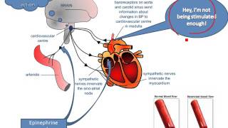 Chapter 19 Regulation of Blood Pressure [upl. by Uile482]