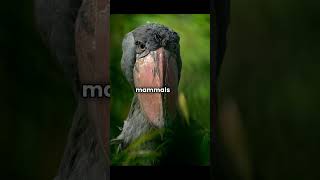 Stunning Wildlife Photography at Czech Zoos  UpClose with Rare Animals [upl. by Lindley]