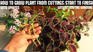 How to Grow Coleus From Cuttings WITHOUT ROOTING HORMONE [upl. by Refanej247]