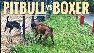 Pit bull vs Boxer dog attack [upl. by Cirred]