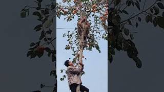 The process of picking persimmons from the top of the tree [upl. by Pedrick]