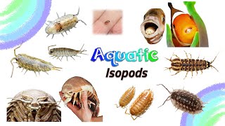 Aquatic Isopods  Isopod Species that live in Water  Leo amp Lia Kids TV [upl. by Settera]