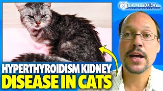 What To Feed A Cat With Hyperthyroidism And Kidney Disease  Hyperthyroidism And Kidney Disease CKD [upl. by Cruickshank]