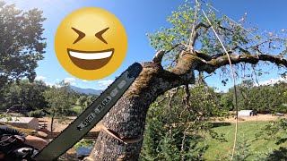 Cutting Big Oak Tree for no reason 😆 [upl. by Enirhtak]