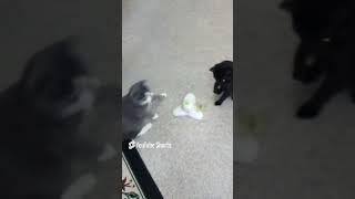 ROMULUS AND REMUS JUST LOVE THEIR BUTTERFLY TOY  REPOSTING CUTE FUNNY KITTEN VIDEOS OF MY CATS [upl. by Manda]