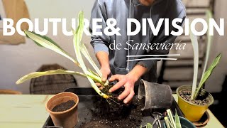 Bouture amp Division de Sansevieria  Comment la multiplier [upl. by Wightman]