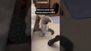 🐱❤ Dikkat Şeker Hastaları İzlemesin ❤🐱 [upl. by Akenn]