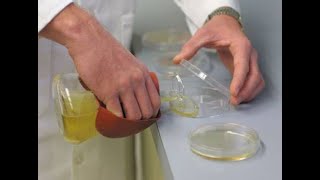 Pouring Nutrient Agar Plates [upl. by Grove84]