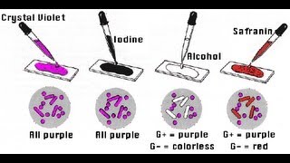 Gram Staining  Amrita University [upl. by Otiv]