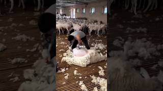 Why they are shearing sheep woolshorts facts amazingfacts viralshorts viral [upl. by Hurst268]