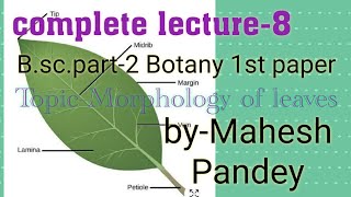 Bscpart2 Botany 1st paper Morphology of leaf [upl. by Enirahtac]