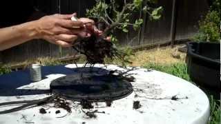 California Oak Preparation for Bonsai Part 2 Root Pruning [upl. by Niasuh768]