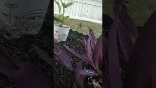 Close up of weaver Spider on my Purple heart spiderwort  Isnt it ironic🤷😆 [upl. by Amahcen]