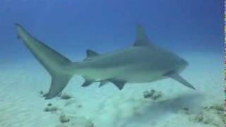 INCREDIBLE SHARK FOOTAGEPlaya del Carmen [upl. by Sabas]