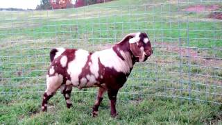 ENNOBLED MAX Boer Goats IMAX 3D [upl. by Ermina]