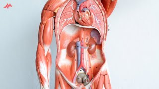 Abdominal Anatomy  Retroperitoneal Organs SAD PUCKER Mnemonic [upl. by Phyllys]