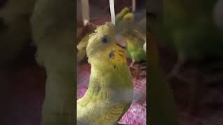 Neem ki pattiyan dekh  😃bird ki Khushi 😃😃 [upl. by Aneliram489]