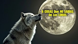 6 COSAS Que NO SABÍAS De Los LOBOS [upl. by Westmoreland236]