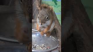 Wiewiórka zajada przysmaki animals cute squirrel zwierzęta hodowla dzieci [upl. by Rausch]