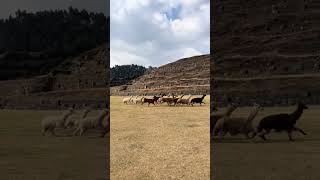 Sacsayhuaman😃😃🇵🇪🇵🇪🇵🇪 cusco sacsayhuaman [upl. by Baerl867]