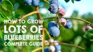 How to Grow LOTS of Blueberries  Complete Guide [upl. by Kimber272]