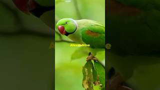 Meet the Alexandrine Parakeet A Colorful Talker shorts [upl. by Cassandra983]