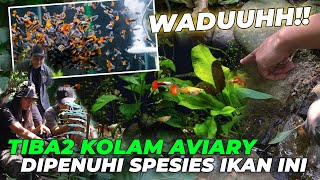 TIBATIBA KOLAM AVIARY DISERBU RATUSAN IKAN GUPPY 🙀 BURUNG PADA HAPPY [upl. by Inaliel734]