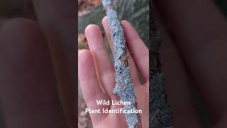 Wild Lichen Plant Identification  Medicinal Plants 🤍✨️🕊 herbalism foraging [upl. by Marita313]