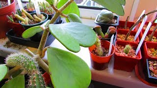 How to Care for and Grow The Sweetheart Plant  Hoya Kerrii [upl. by Emiaj]