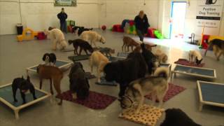 Doggy Daycare in Dublin Ireland [upl. by Akinom541]