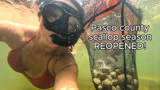 Ultimate Scalloping Guide Catch Clean and Cook in Pasco County Florida [upl. by Aidyn550]