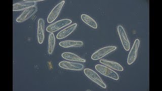 Paramecium caudatum [upl. by Terti]