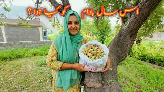 Almond Harvesting  Village Vlog  Vlogs New Video [upl. by Jasen]