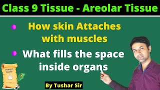 Areolar connective tissue  Areolar tissue kya hota hai  What is areolar tissue [upl. by Hardie]