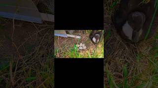 Mothers Ducks Dont Play love homestead life animals [upl. by Ecam]