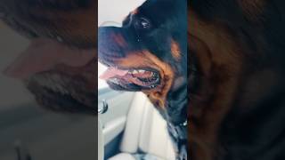 My Rottweiler in car dog rottweiler rotties doglife car [upl. by Oiliduab]