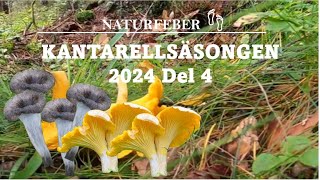 Kantarellsäsongen Del 4 Chanterelleseason Part 4 Sweden Höga Kusten Ångermanland [upl. by Anomahs]